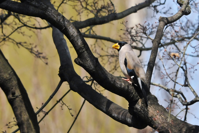 イカル （７態-6）　男山　男山　八幡市　2015/03/31　Photo by Takase