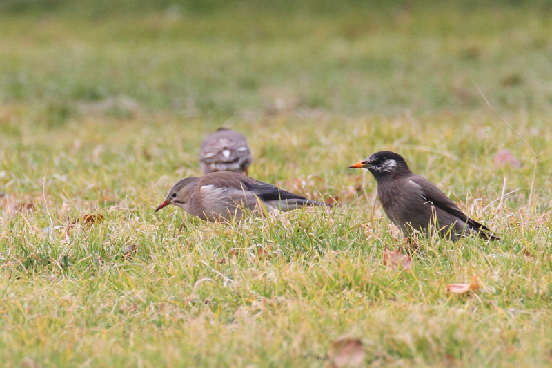 MNh iX-2j@ @_ˎsXѐA@_ˎs@2015/02/11@ Photo by Manda