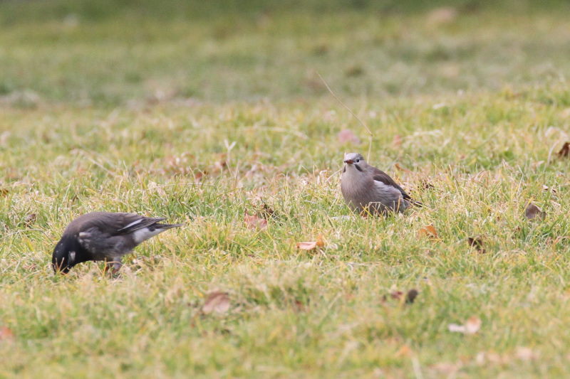 MNh iX-3j@ @_ˎsXѐA@_ˎs@2015/02/11@ Photo by Manda