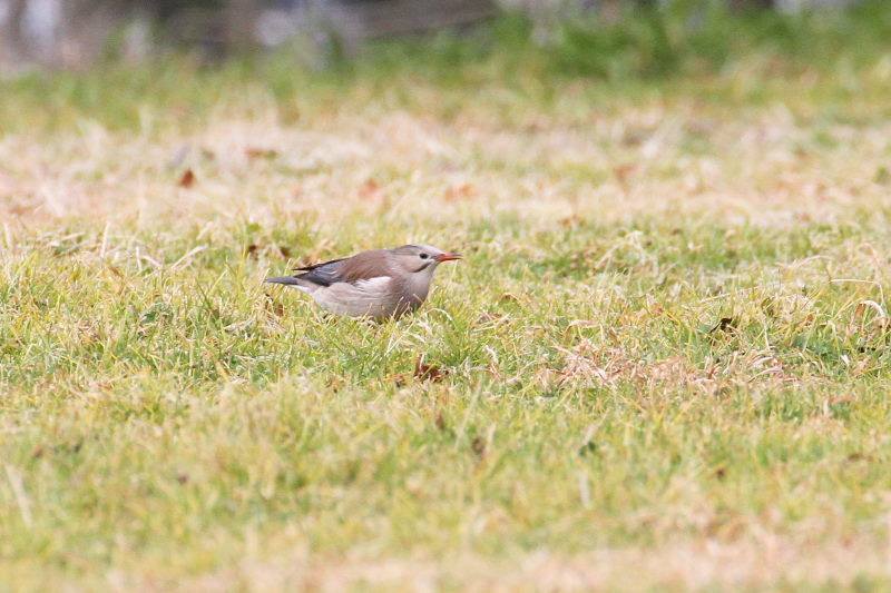 MNh iX-4j@ @_ˎsXѐA@_ˎs@2015/02/11@ Photo by Manda