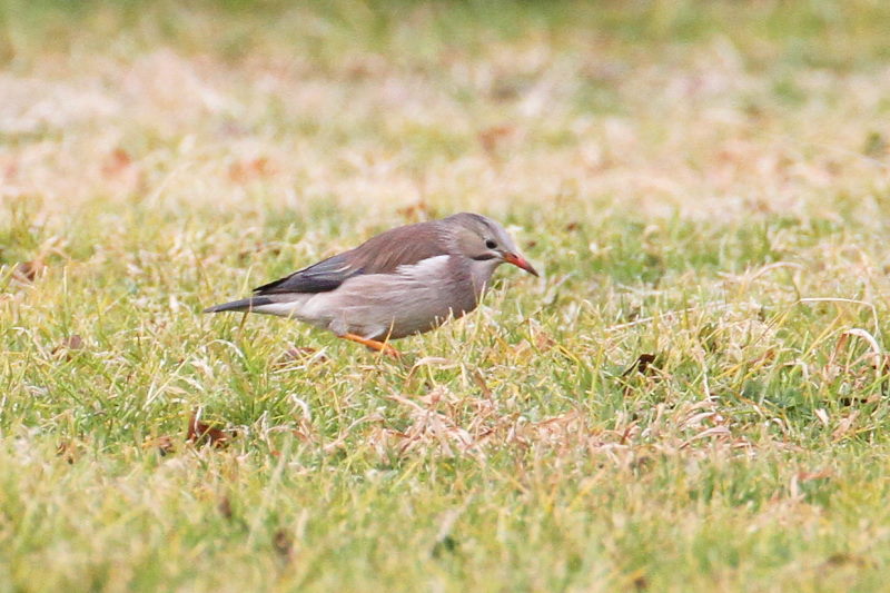 MNh iX-5j@ @_ˎsXѐA@_ˎs@2015/02/11@ Photo by Manda