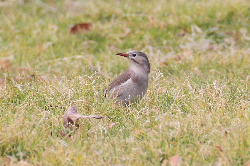 MNh iX-6j@ @_ˎsXѐA@_ˎs@2015/02/11@ Photo by Manda