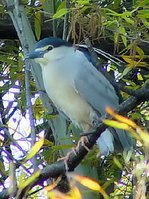 @ SCTM@@ĉH @s@ԓ߂̒r@2003/04/21@Photo by Kohyuh