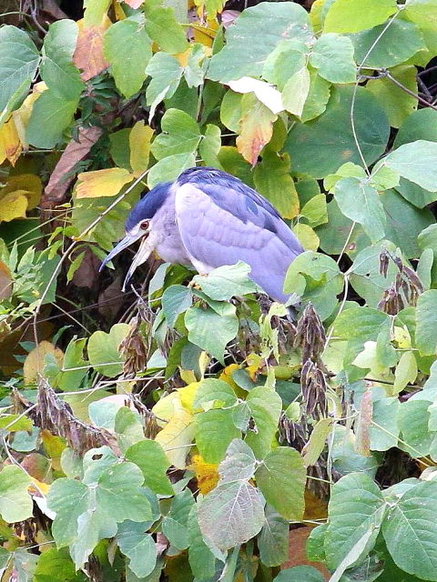 F SCTM@@s@@2013/11/20@Photo by Manda