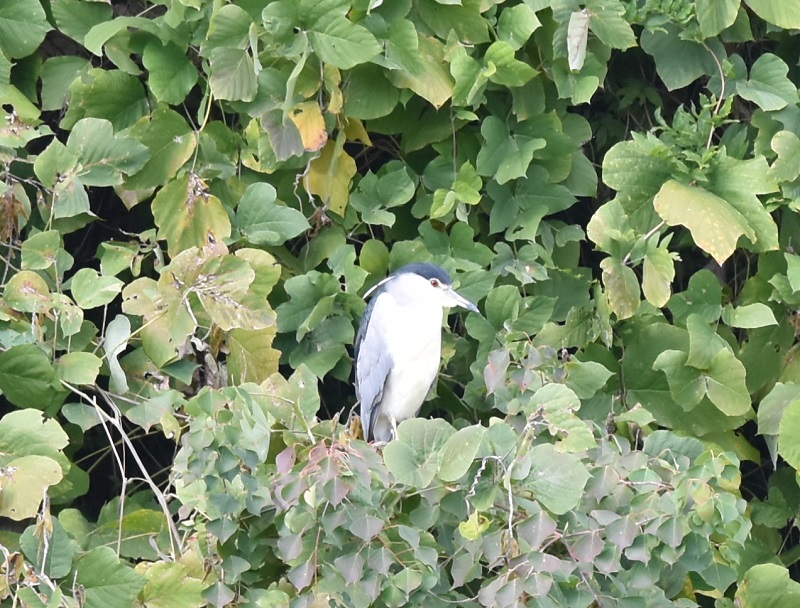 さくら公園にゴイサギの群れ（１０態-1）　さくら公園　八幡市　2016/11/03　Photo by Hyashi　（写真提供：　林吉高）