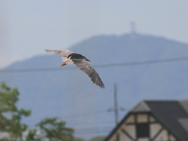 SCTM@@юp iR-1j@A݂̐X@Îs@2014/08/07@Photo by Manda