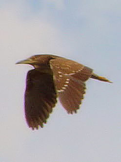 A zVSC @ᒹ̕ʏ́@s@J@m؋@2003/08/16@Photo by Kohyuh