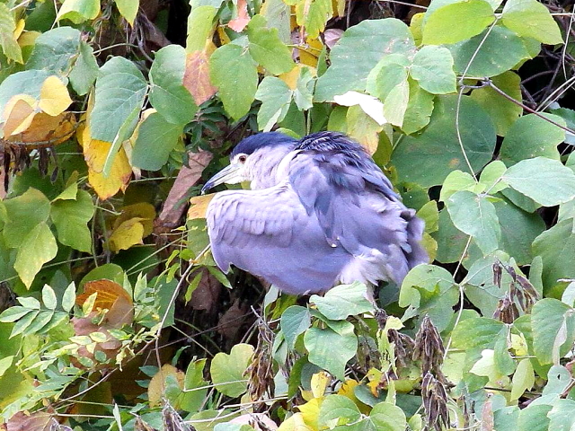 G SCTM@@s@@2013/11/20@Photo by Manda