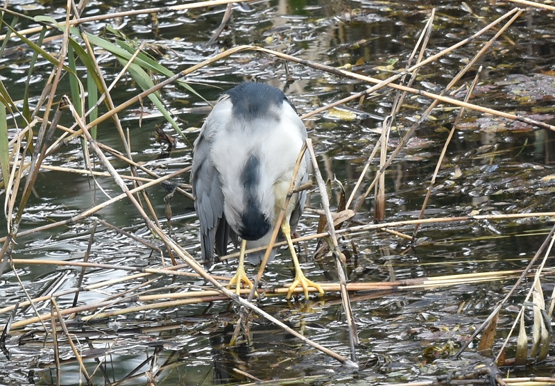 さくら公園にゴイサギの群れ（１０態-2）　さくら公園　八幡市　2016/11/03　Photo by Hyashi　（写真提供：　林吉高）