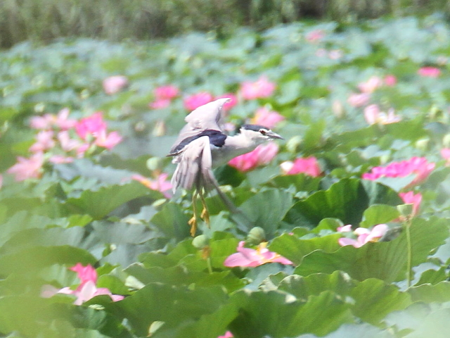 SCTM@@юp iR-2j@A݂̐X@Îs@2014/08/07@Photo by Manda