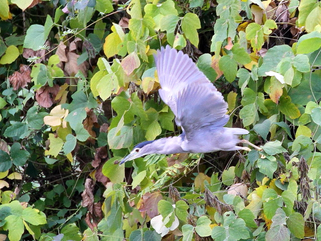 H SCTM@@s@@2013/11/20@Photo by Manda