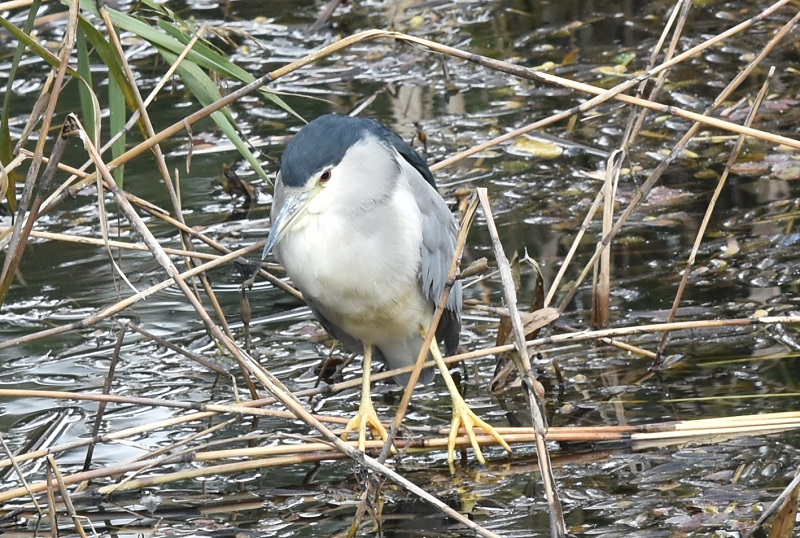 さくら公園にゴイサギの群れ（１０態-3）　さくら公園　八幡市　2016/11/03　Photo by Hyashi　（写真提供：　林吉高）