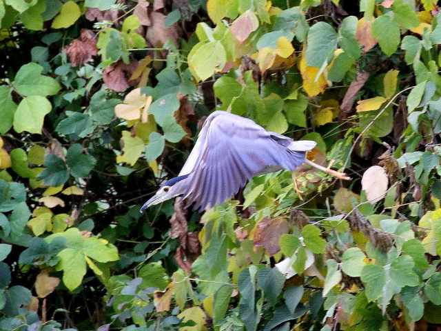 (10) SCTM@@s@@2013/11/20@Photo by Manda