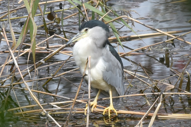 さくら公園にゴイサギの群れ（１０態-4）　さくら公園　八幡市　2016/11/03　Photo by Hyashi　（写真提供：　林吉高）