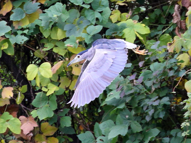 (11) SCTM@@s@@2013/11/20@Photo by Manda