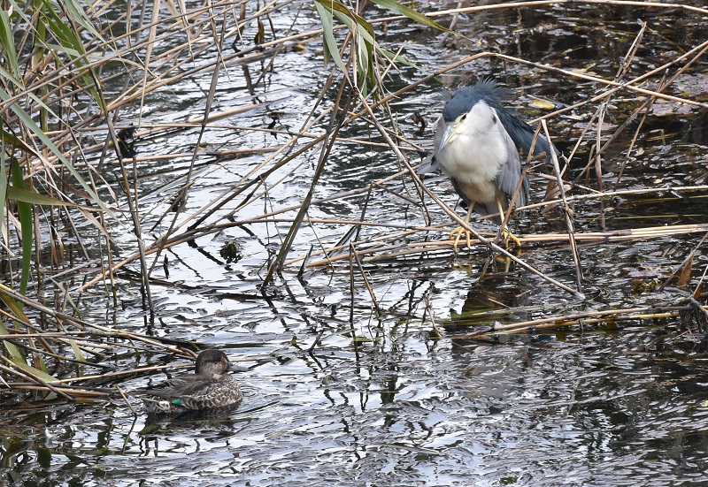 さくら公園にゴイサギの群れ（１０態-5）　さくら公園　八幡市　2016/11/03　Photo by Hyashi　（写真提供：　林吉高）