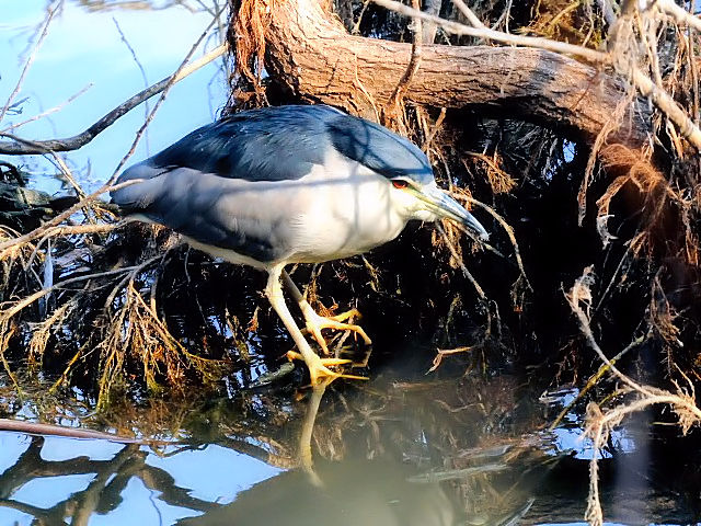 D SCTM@@s@Βn@2011/01/18@Photo by Kohyuh