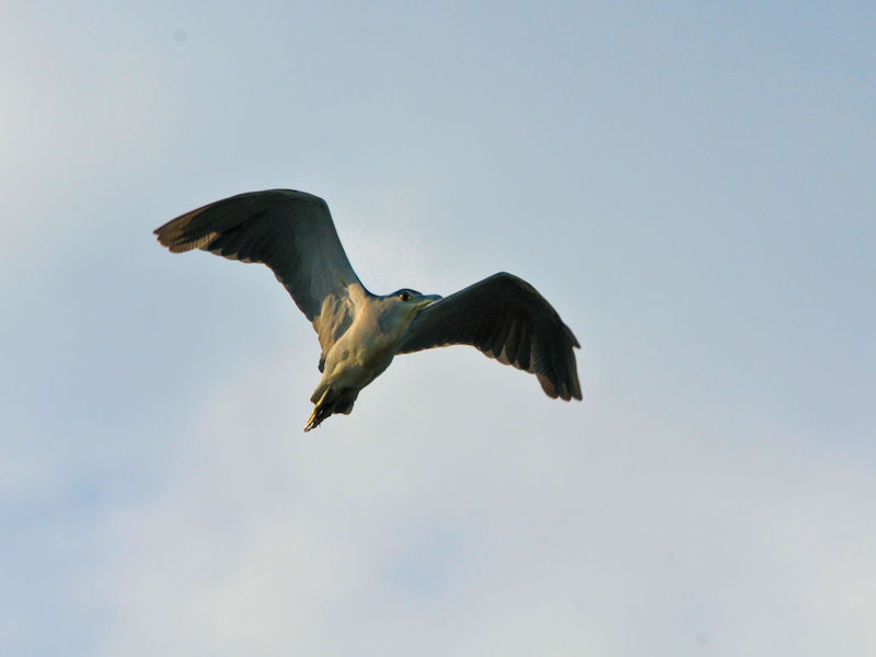 SCTM  iRԁj@@s@2020/10/20@Photo by Kohyuh