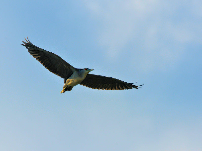 SCTM  iRԁj@@s@2020/10/20@Photo by Kohyuh