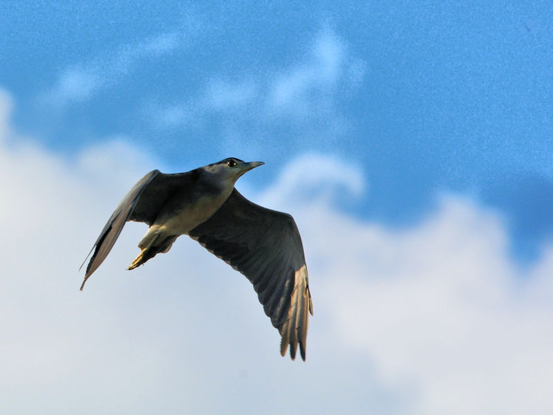 SCTM  iRԁj@@s@2020/10/20@Photo by Kohyuh