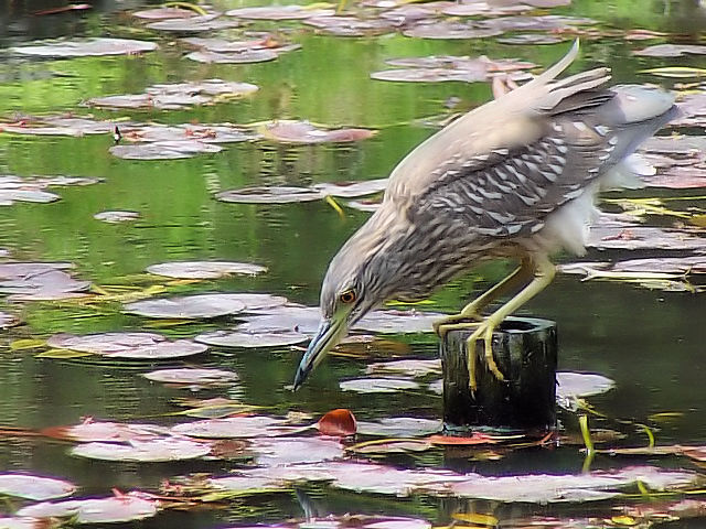 B zVSC iSCTM̎ᒹj@@s@r@2006/05/01@Photo by Kohyuh