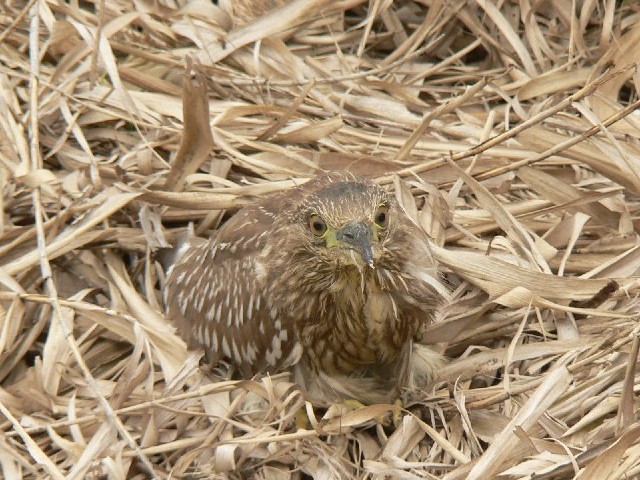 C zVSC iSCTM̗cj@@s@h@2007/04/13@Photo by Takase