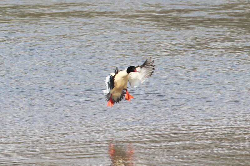 カワアイサ （♂） 着水 （３態-1）