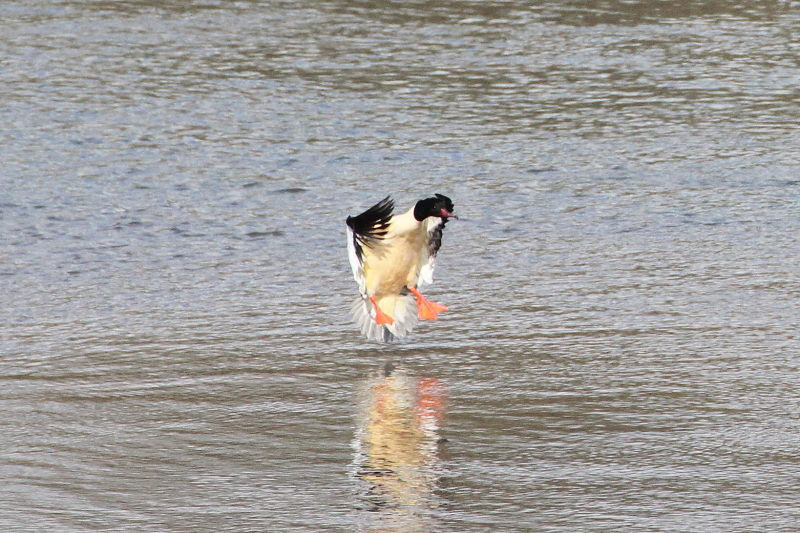 カワアイサ （♂） 着水 （３態-2）