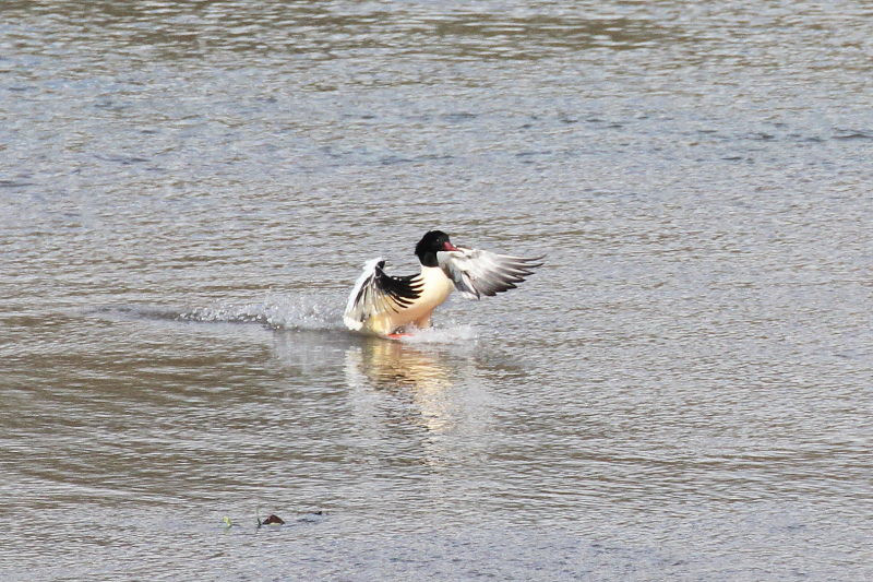カワアイサ （♂） 着水 （３態-3）