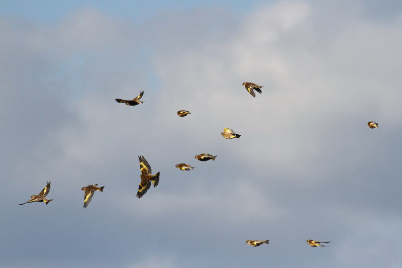 カワラヒワ群飛