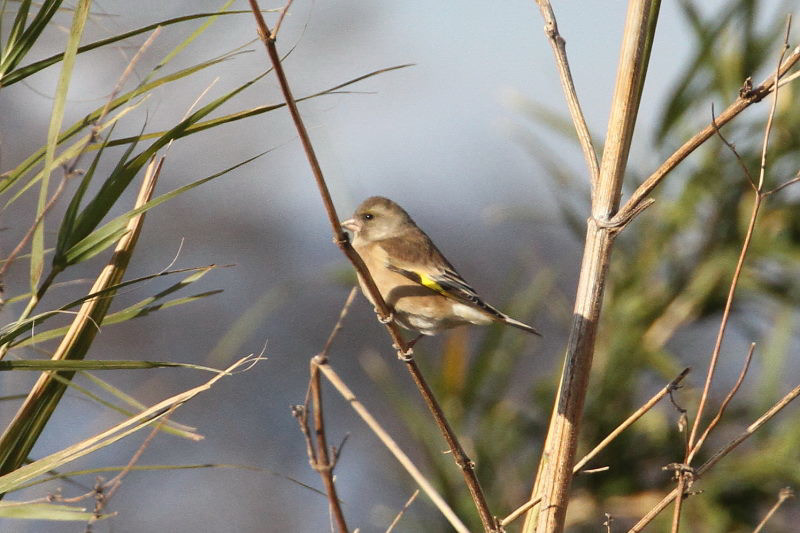 オオカワラヒワ （２態-2）