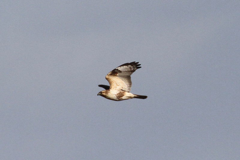 ノスリ （２態-2）