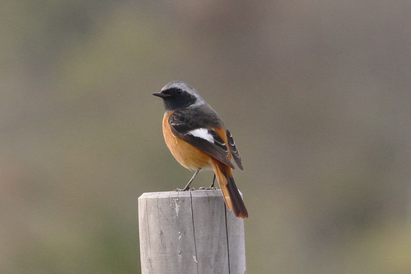 ジョウビタキ ♂