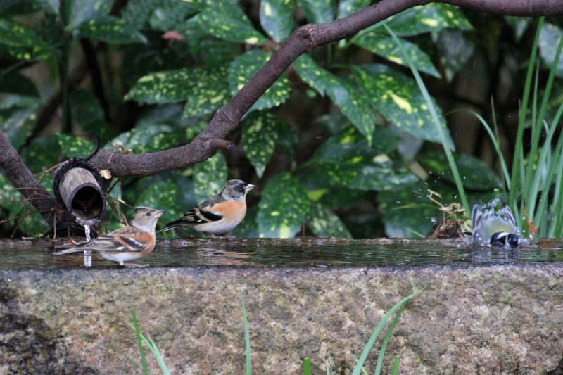 アトリ （３態-1）