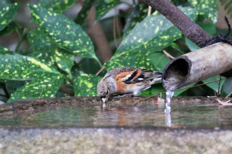 アトリ （３態-2）