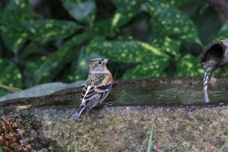 アトリ （３態-3）