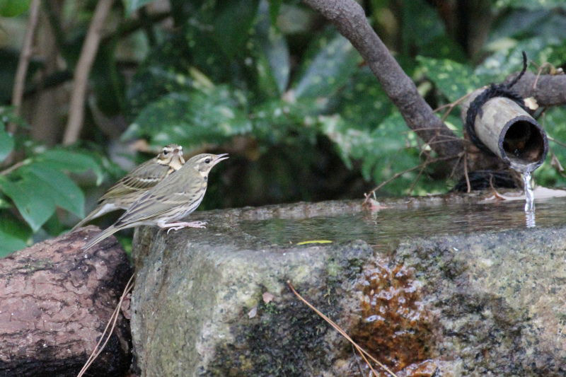 ビンズイ （２態-1）