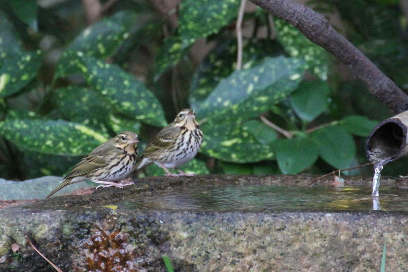 ビンズイ （２態-2）