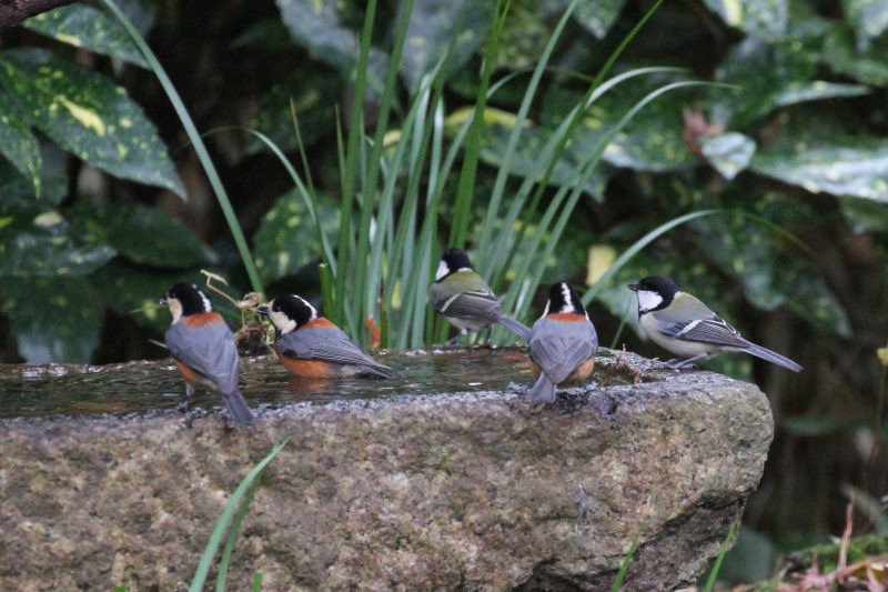 ヤマガラとシジュウカラ （２態-1）