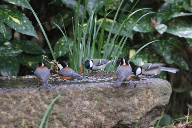 ヤマガラとシジュウカラ （２態-2）
