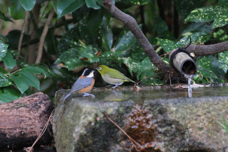 ヤマガラとメジロ