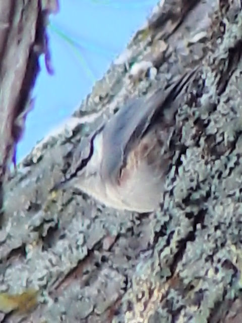 @ VnSWEJ@ΘH΁@kC@2008/02/01@ Photo by Kohyuh