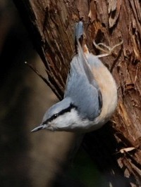 《ゴジュウカラ》 写真はクリックで拡大する
