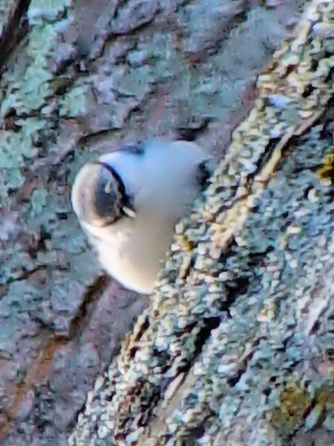 A VnSWEJ@ΘH΁@kC@2008/02/01@ Photo by Kohyuh