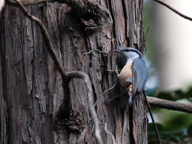 A SWEJ@@jR@s@20110212@ Photo by Takase