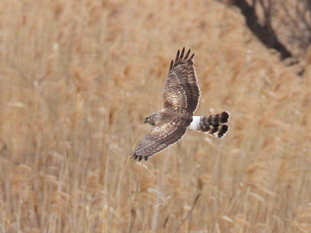 ① ハイイロチュウヒ ♀　成鳥　西の湖　滋賀県　2013/02/07　Photo by Manda　（写真提供：　萬田）