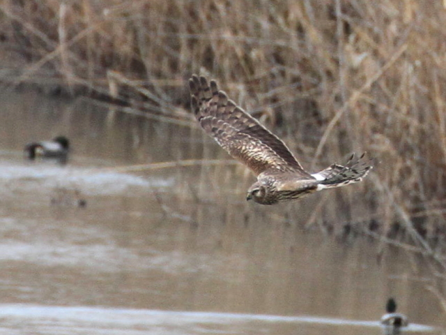 ② ハイイロチュウヒ ♀　成鳥　西の湖　滋賀県　2013/02/07　Photo by Manda　（写真提供：　萬田）