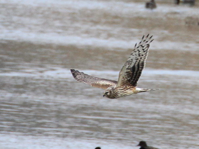 ④ ハイイロチュウヒ ♀　成鳥　西の湖　滋賀県　2013/02/07　Photo by Manda　（写真提供：　萬田）