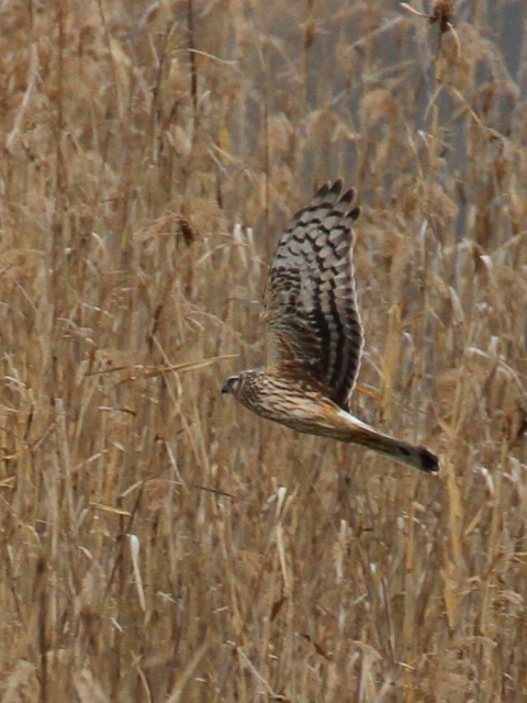 ⑤ ハイイロチュウヒ ♀　成鳥　西の湖　滋賀県　2013/02/07　Photo by Manda　（写真提供：　萬田）