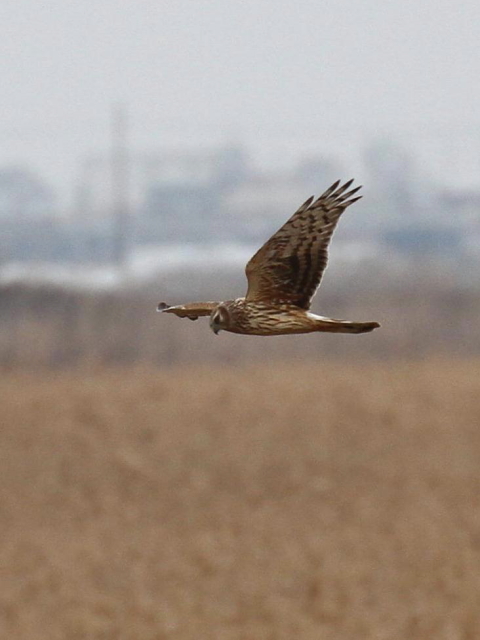 ⑥ ハイイロチュウヒ ♀　成鳥　西の湖　滋賀県　2013/02/07　Photo by Manda　（写真提供：　萬田）